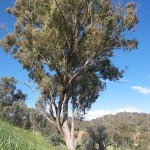 Eucalypt, 16th October 2011