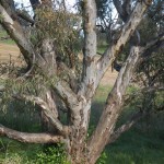 Eucalypt, 16th October 2011