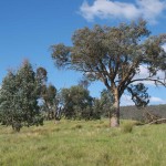 More Eucalypts, 16th October 2011