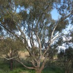 Eucalypt, 16th October 2011