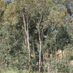 Small Eucalypts, 16th October 2011