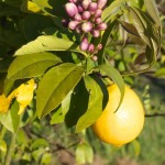 Lemon tree, 16th October 2011
