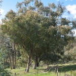 Various Eucalypts, 16th October 2011