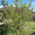 Robina "Shipmast Locust", 16th October 2011