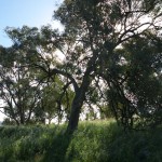 Various Eucalypts, 16th October 2011