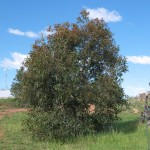 Small Spotted Gum, 16th October 2011