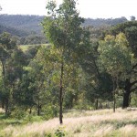 Various Eucalypts, 16th October 2011