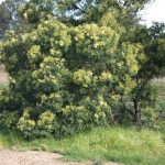 Wattle, 16th October 2011