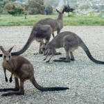 Kangaroos in the front yard