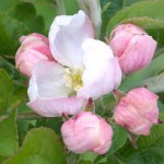 Apple blossom