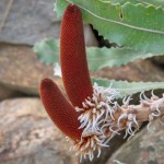 Banksia blechnifolia