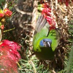 Blue Faced Parrot Finch