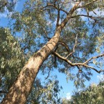 Eucalypt