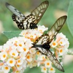 Glasswing Butterfly