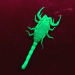 Marbeled Scorpion under UV