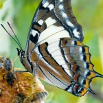 Tailed Emperor Butterfly feeding